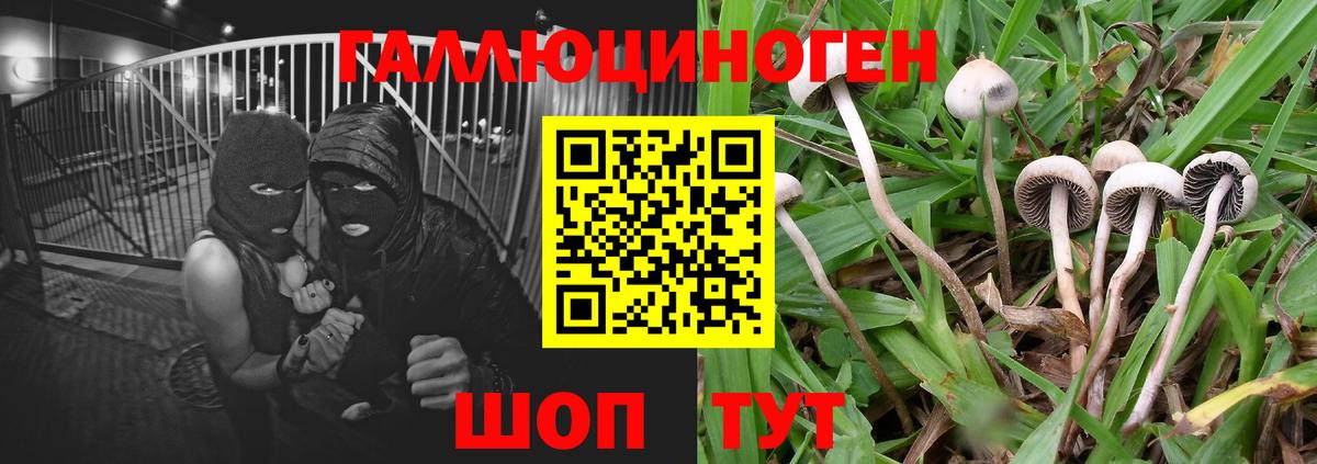 Псилоцибиновые грибы GOLDEN TEACHER  Галлюциногенные грибы Cubensis  Заинск  купить наркотики цена  Вход с VPN 